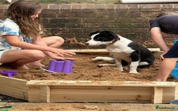 Border Collie dogs for sale: 7 month old Border collie (male) - Image 7