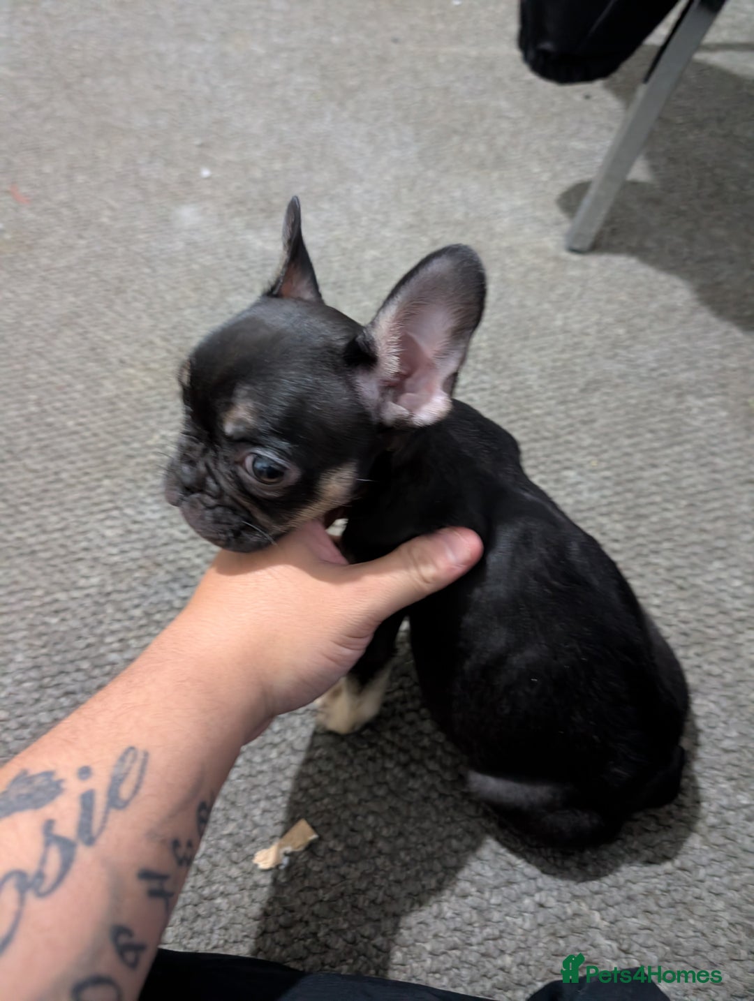 French Bulldog dogs for sale: French dog for sale  - Advert 36
