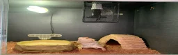 Bearded Dragon reptiles for sale: Breaded dragon in Derby - Advert 2