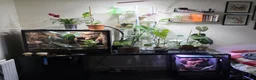 Gecko reptiles for sale: Mourning geckos + Viv in Lincoln - Advert 5