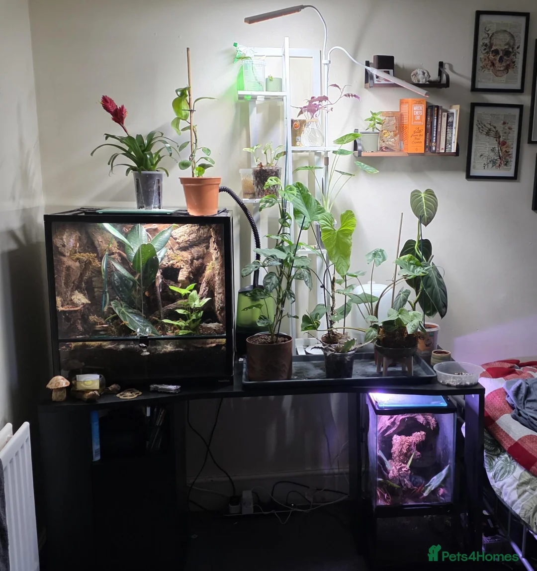 Gecko reptiles for sale: Mourning geckos + Viv in Lincoln - Advert 5