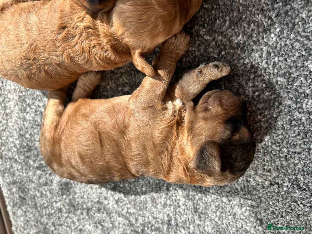Cockapoo dogs for sale: Beautiful F1 Cockapoo Puppies  - Image 9