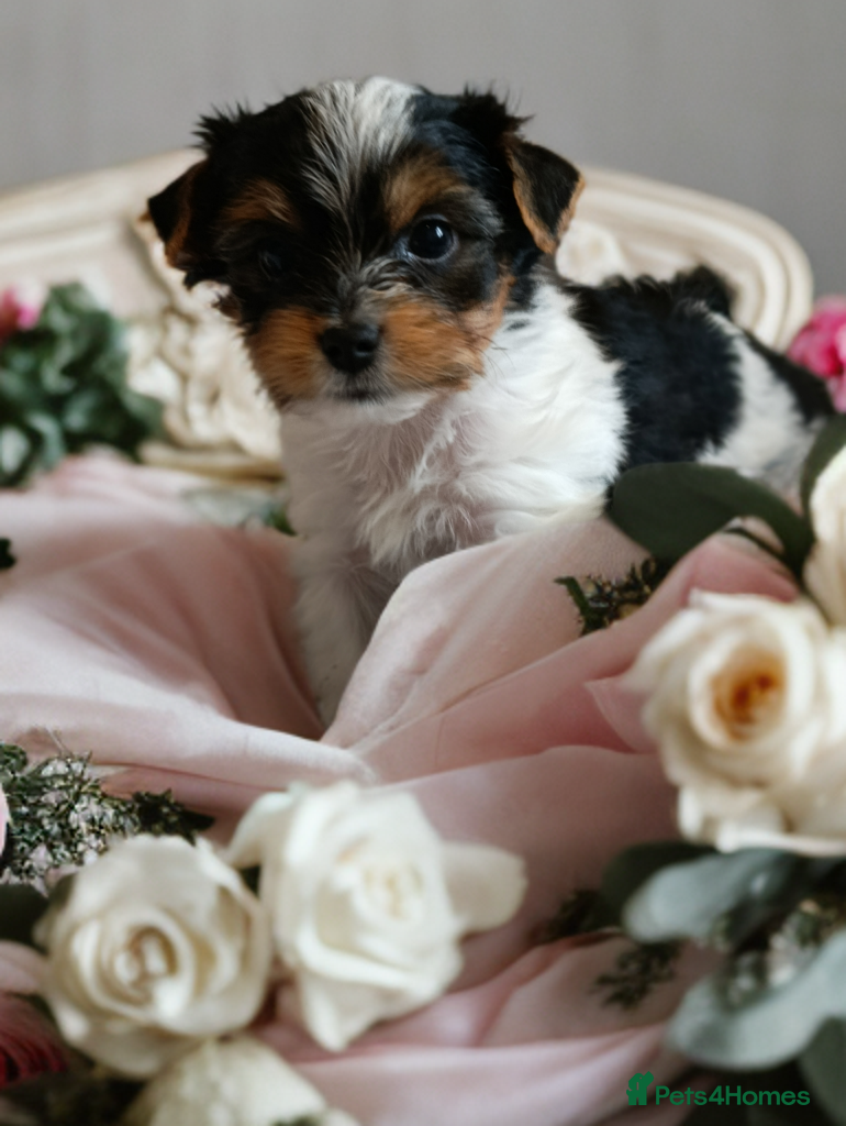 Yorkshire Terrier dogs Yorkshire terrier biewer🐶   - Advert 12