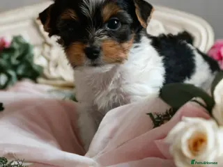 Yorkshire Terrier dogs Yorkshire terrier biewer🐶 - Advert 12