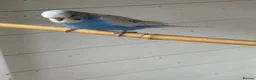 Budgerigars birds for sale: Baby and adult budgies  - Advert 2