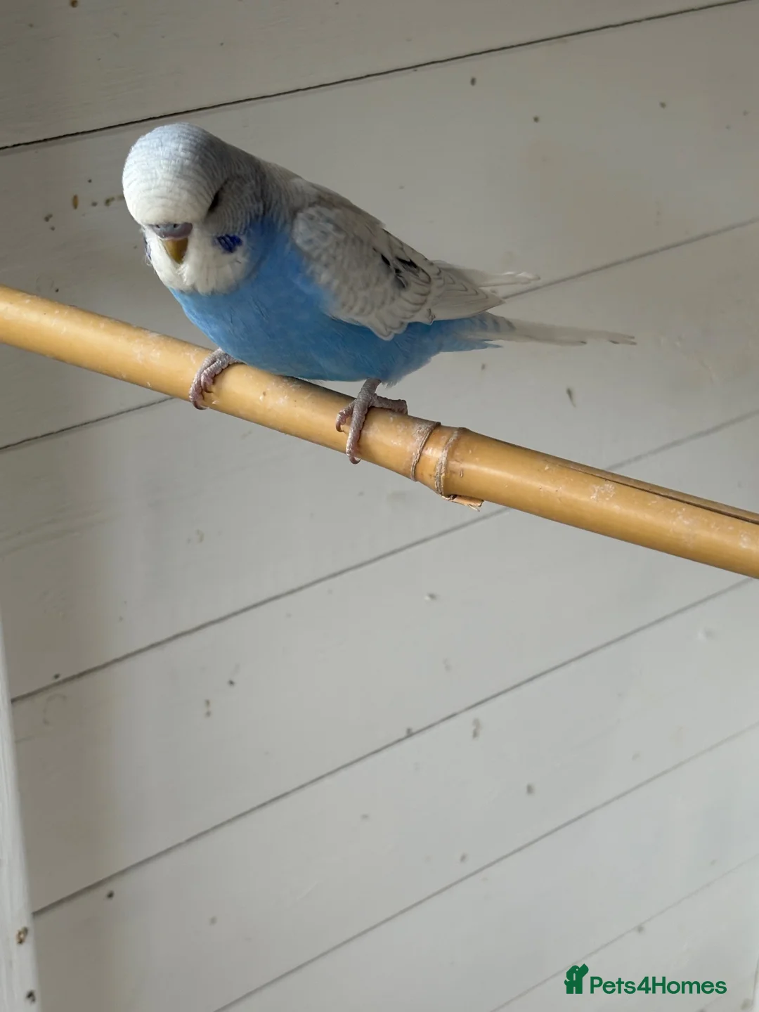 Budgerigars birds for sale: Baby and adult budgies  - Advert 2