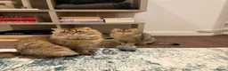 Scottish Fold cats for sale: My two cats trying to find them a loving home  - Advert 1