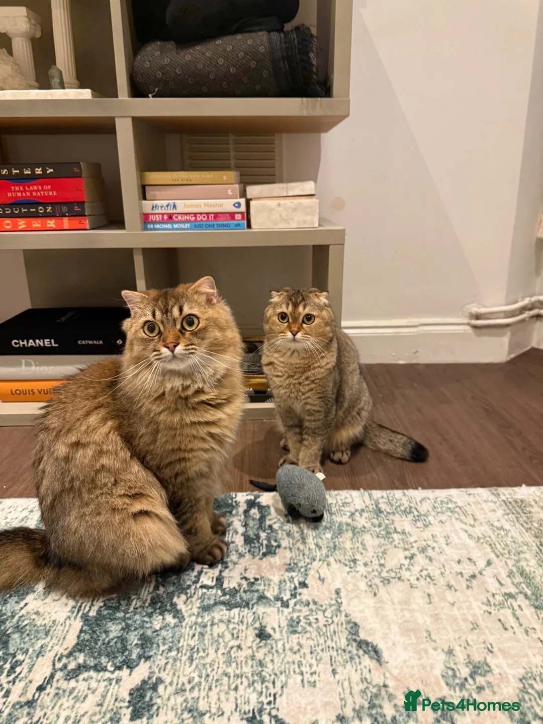 Scottish Fold cats for sale: My two cats trying to find them a loving home  - Advert 1