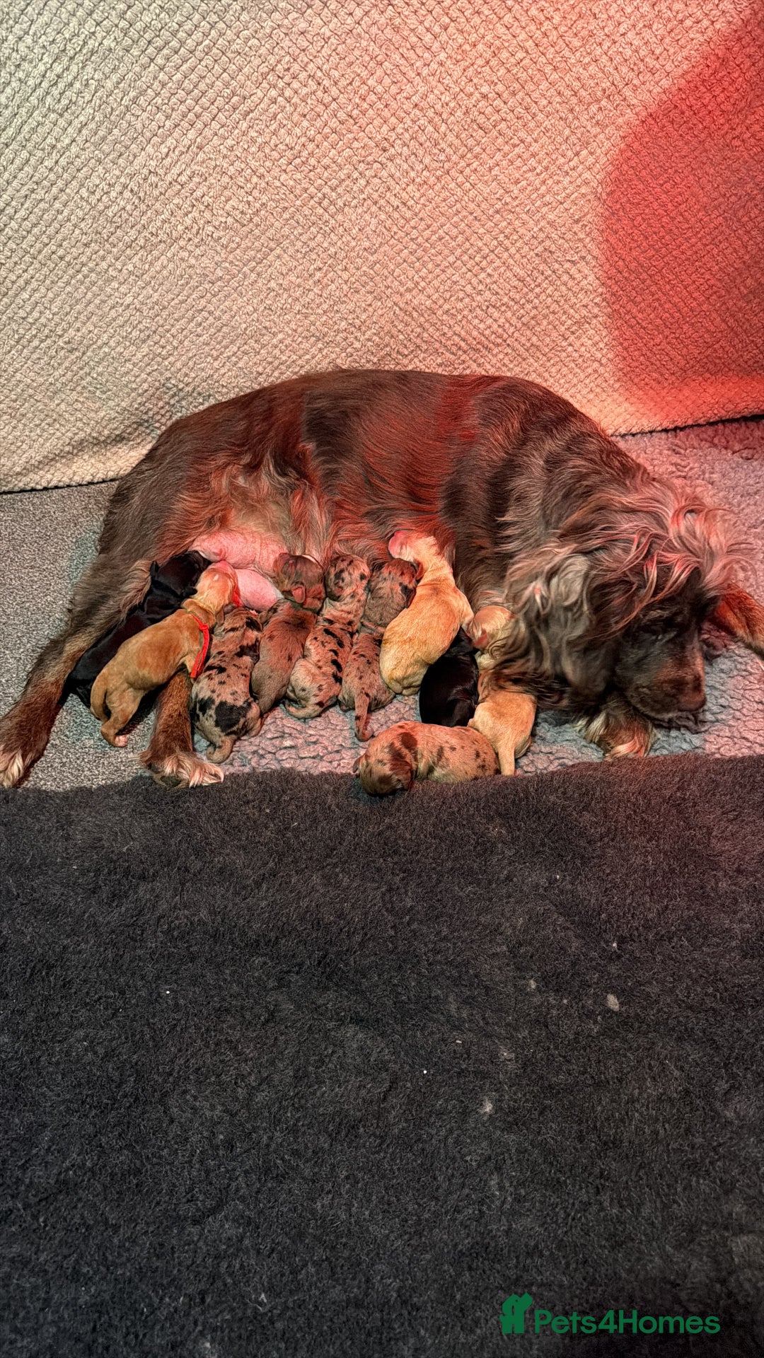 Cocker Spaniel dogs for sale: Cocker spaniel pups - Advert 3