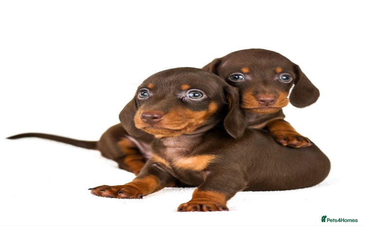 Dachshund dogs in Liverpool - Advert 15