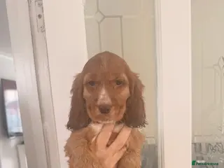 Cocker Spaniel dogs Health tested clear show cocker spaniel puppies - Advert 16