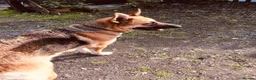 German Shepherd dogs for sale: Strong beautiful playful puppies  - Advert 21