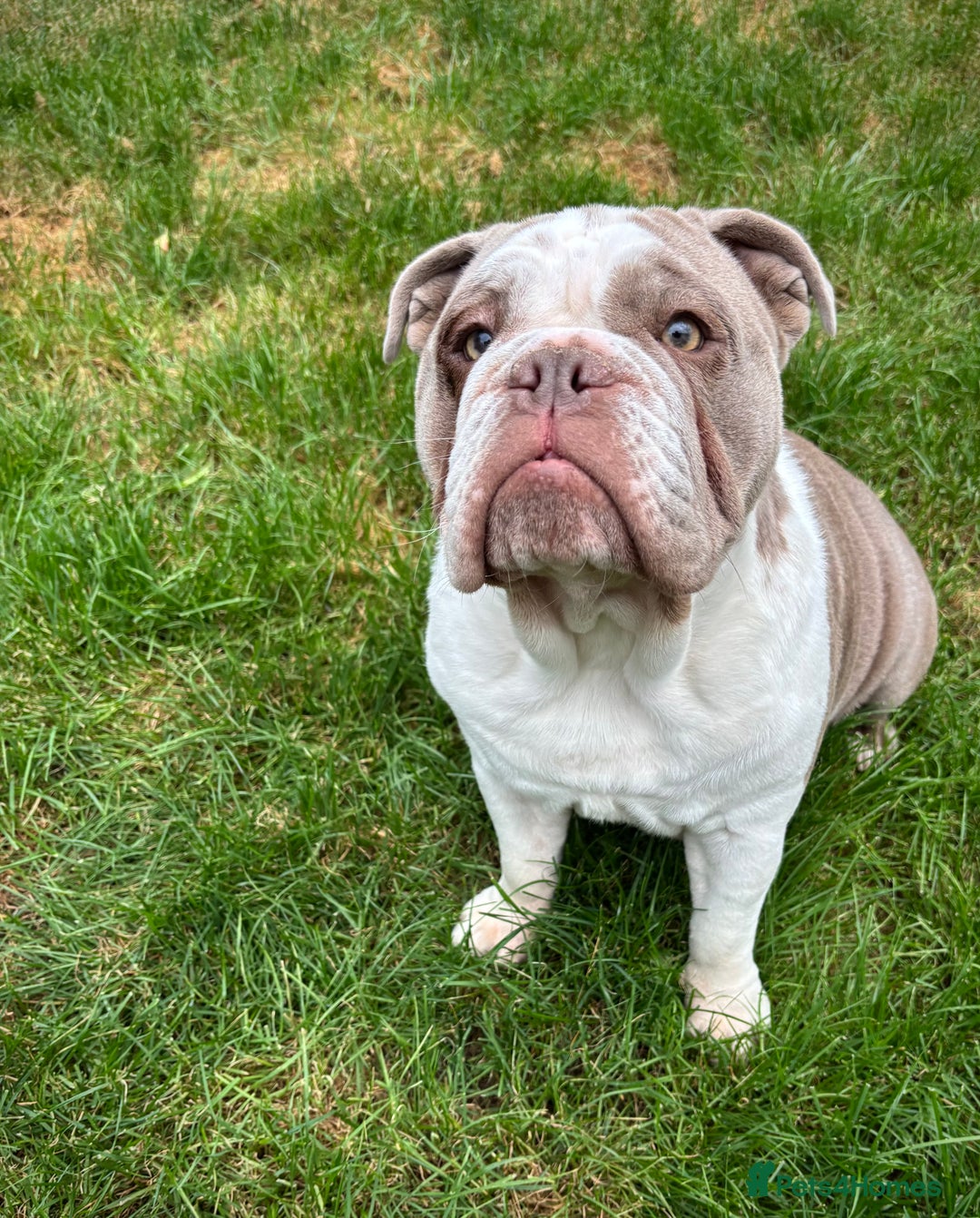 English Bulldog dogs for sale: Only one male left! Ready on the 27th of October  - Image 5