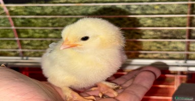 Chickens poultry - Advert 16
