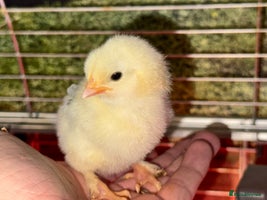 Chickens poultry - Advert 8