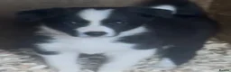 Border Collie dogs for sale: Border Collie Puppies - Advert 1