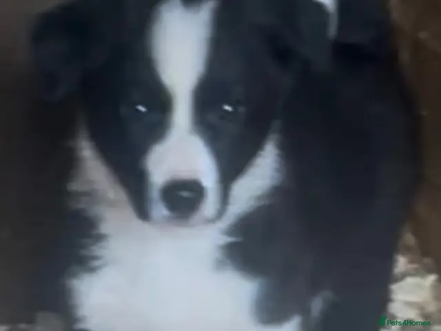 Border Collie dogs Border Collie Puppies - Advert 1