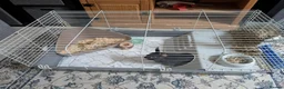 Netherland Dwarf rabbits for sale: Neutered male rabbit+ cage - Advert 6