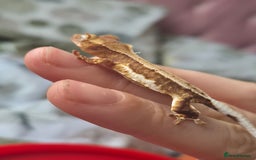 Gecko reptiles for sale: Beautiful Unsexed Crested Geckos ⬇️  - Image 8