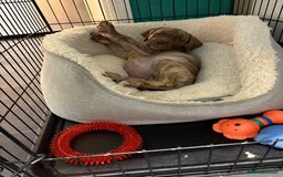 Mixed Breed dogs for sale: 11 week old Toya  - Image 3