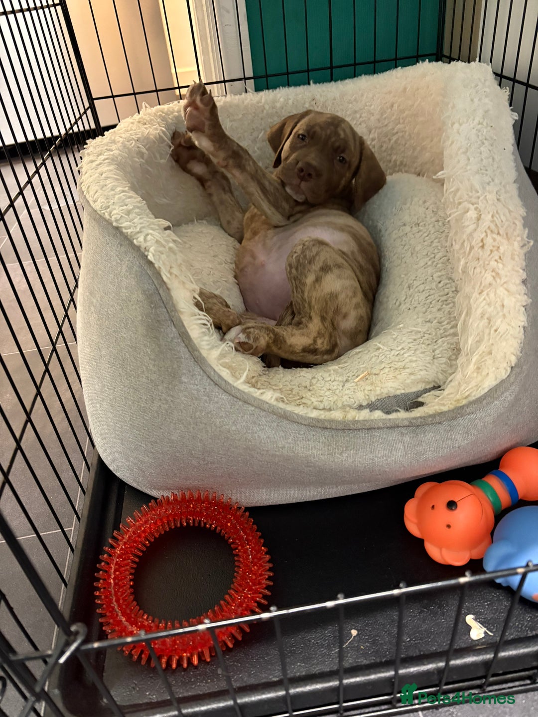 Mixed Breed dogs for sale: 11 week old Toya  - Image 3