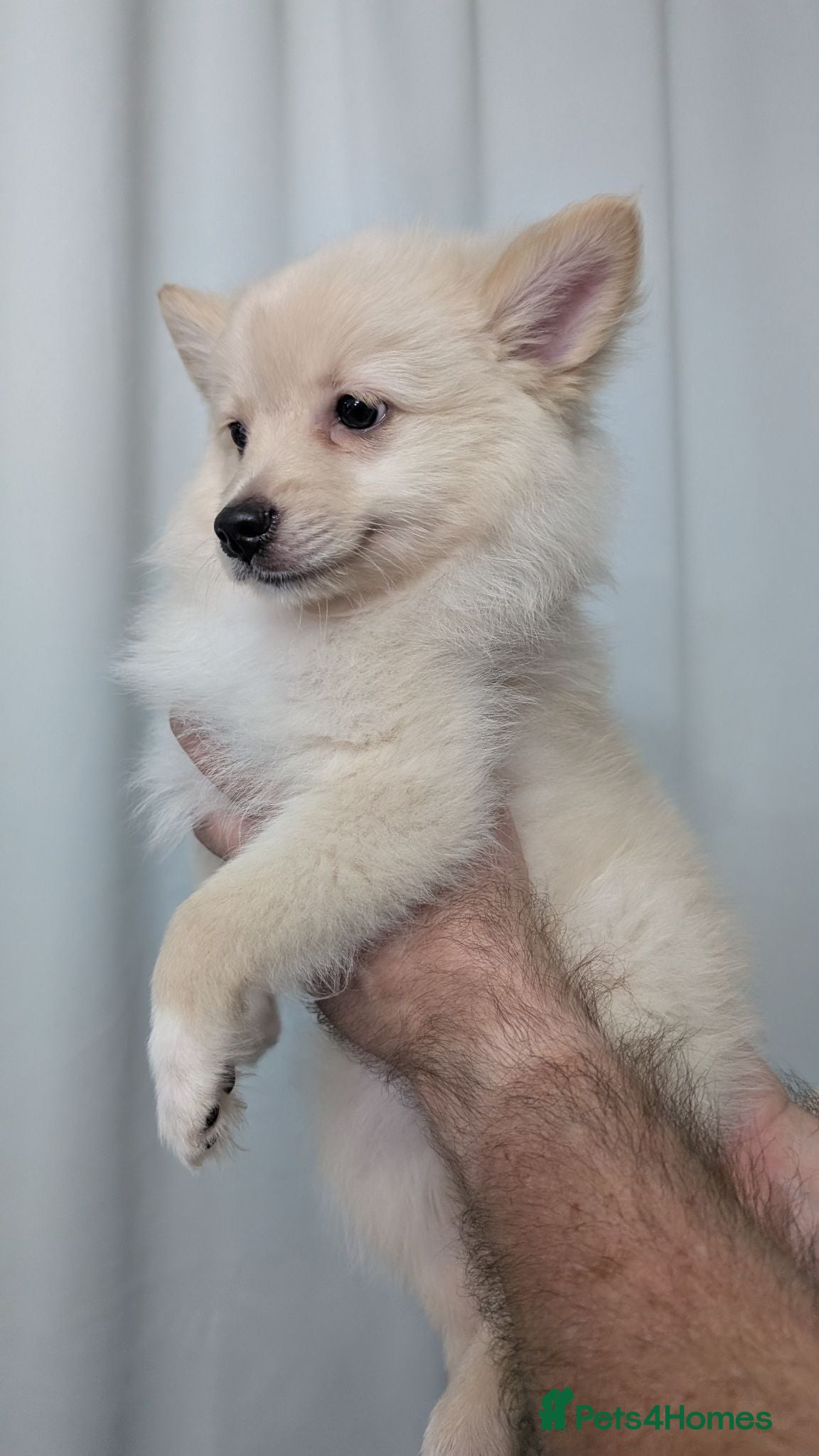 Mixed Breed dogs Pomchi puppys - Advert 18