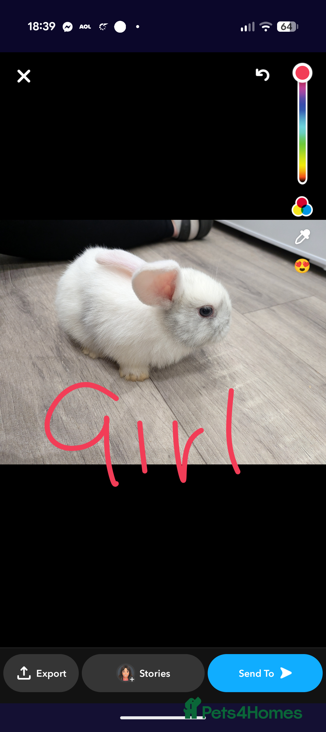Mini Lop rabbits for sale: Mini loop bunnies  - Image 3