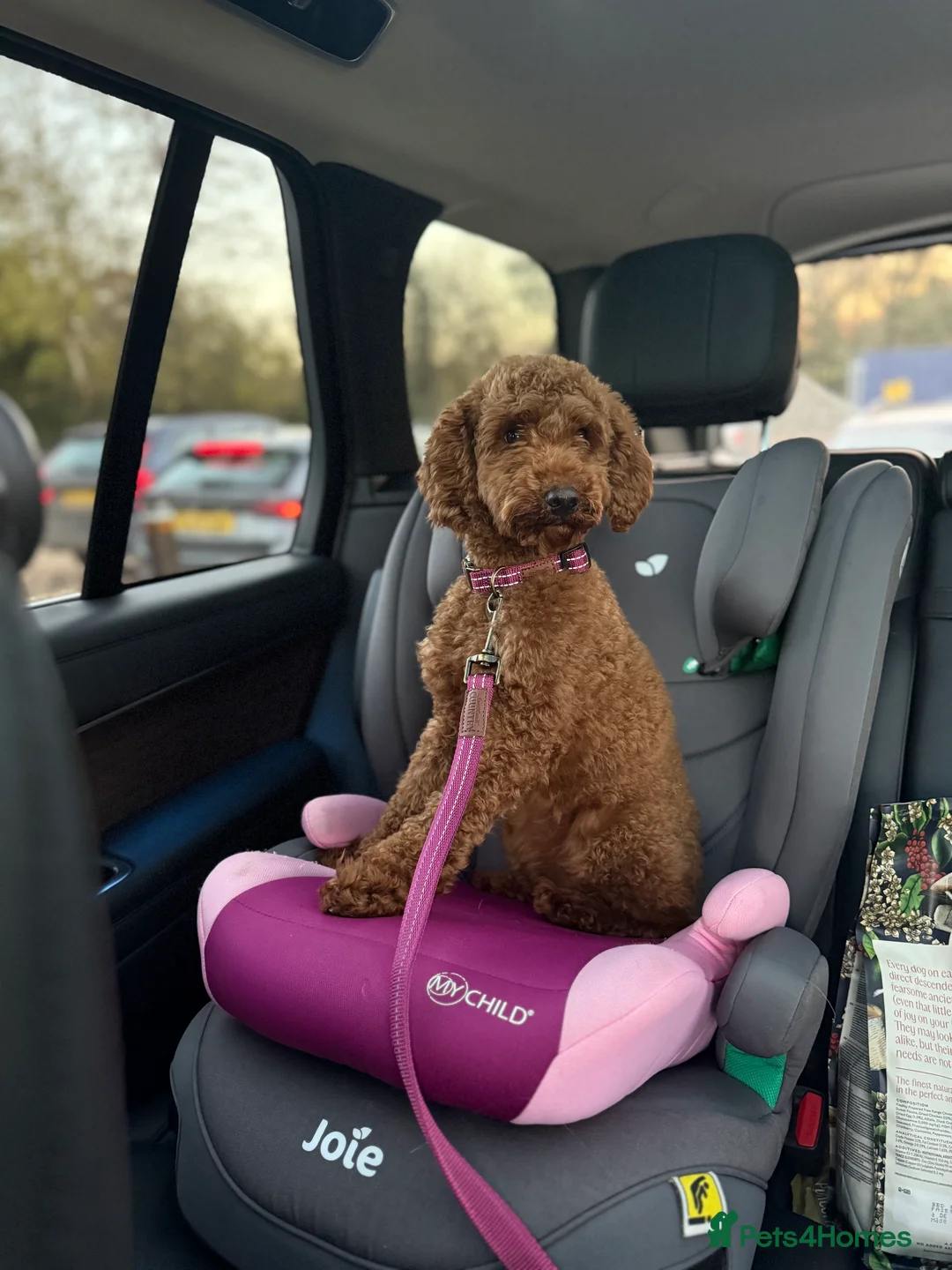 Miniature Poodle dogs for sale: Beautiful Miniature Poodle Female  - Advert 24