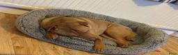 Mixed Breed dogs for sale: Loving home for King - Advert 2