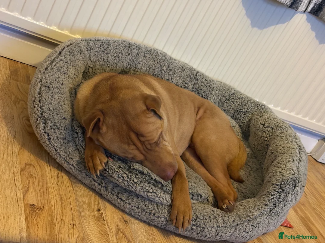Mixed Breed dogs for sale: Loving home for King - Advert 2
