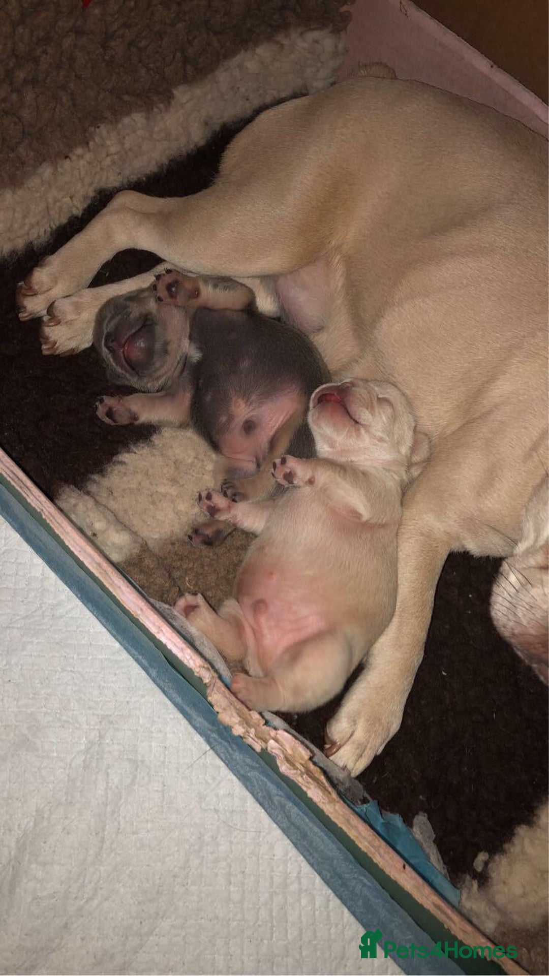 French Bulldog dogs for sale: French Bulldog Puppies - Image 1