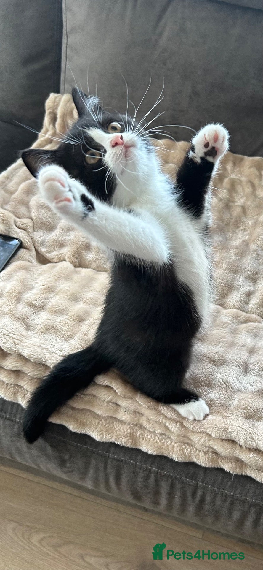 British Shorthair cats 💥READY NOW 💥 LAST 2 BSH KITTENS - Advert 2