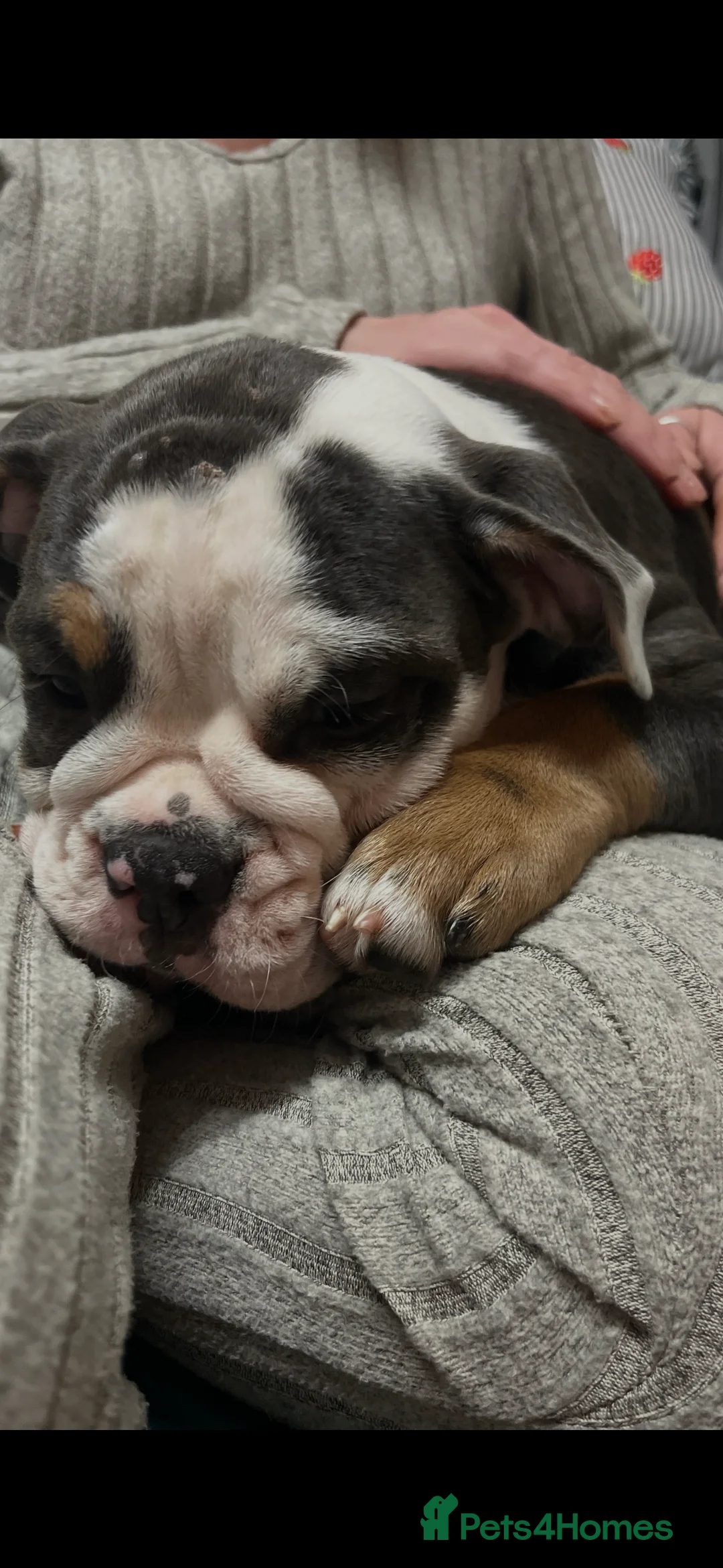 Olde English Bulldogge dogs for sale: 5th generation Olde English bulldogge - 8 months - Advert 1