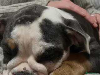 Olde English Bulldogge dogs 5th generation Olde English bulldogge - 8 months - Advert 1