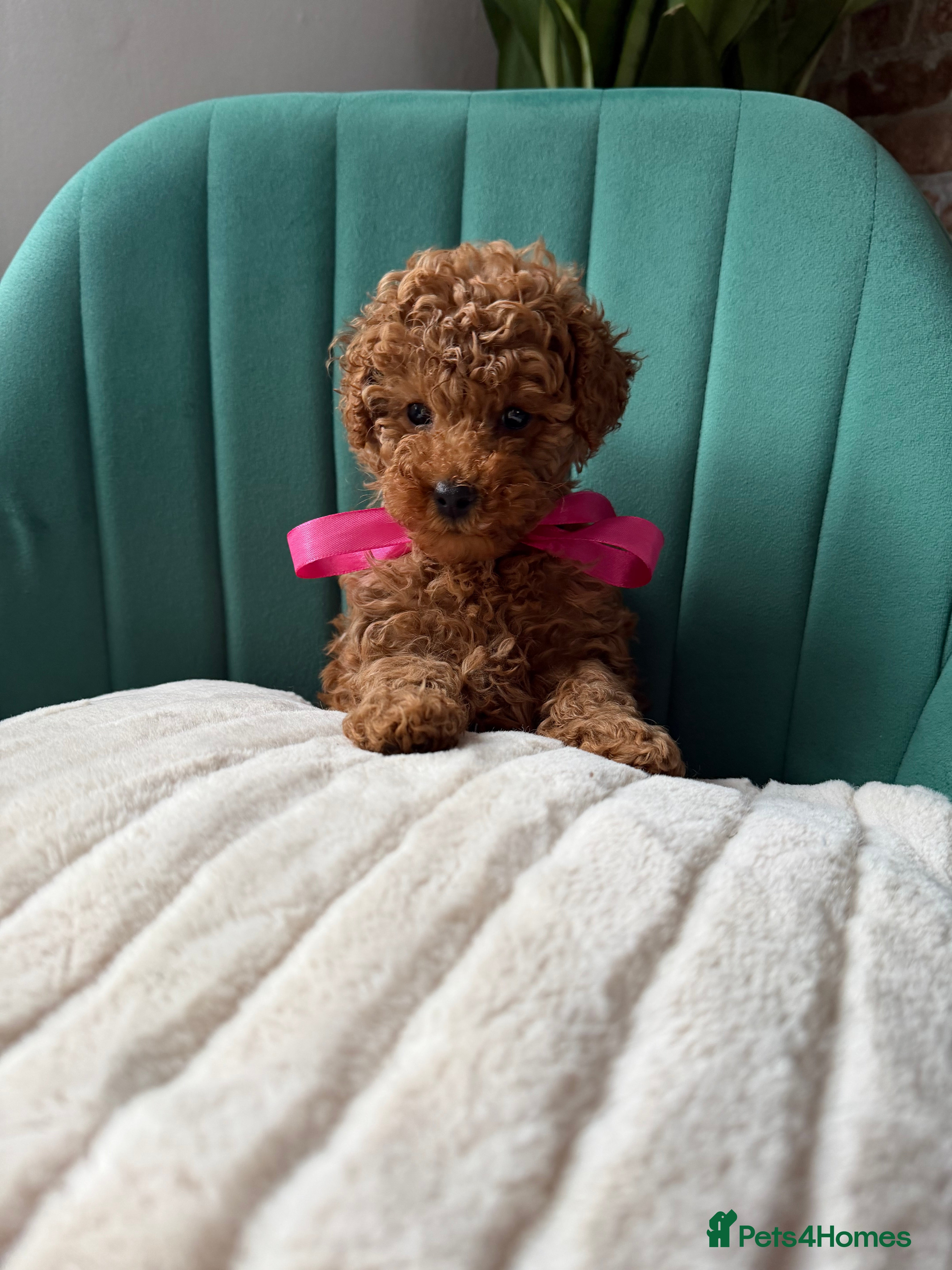 Toy Poodle dogs Tiny Red toy 🧸 poodle ✨💖 - Advert 2