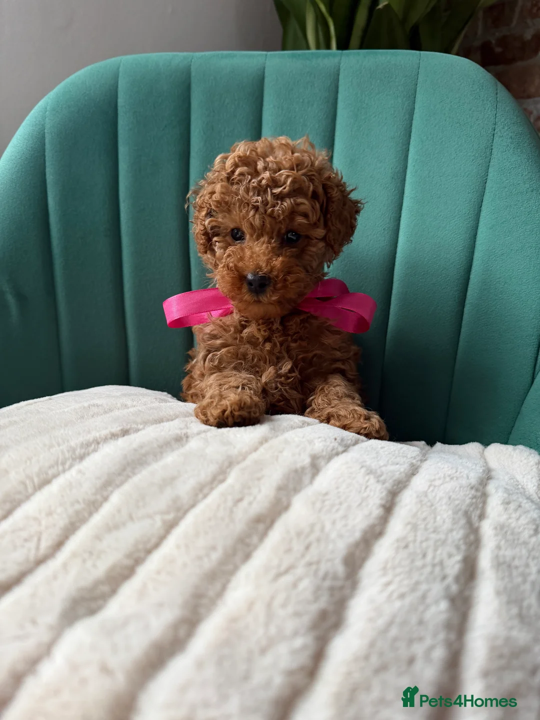 Toy Poodle dogs for sale: Tiny Red toy 🧸 poodle ✨💖 - Advert 5