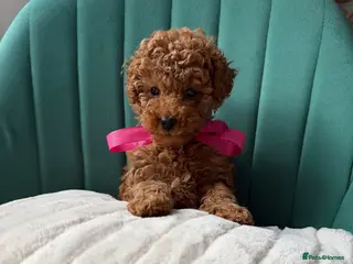 Toy Poodle dogs Tiny Red toy 🧸 poodle ✨💖 - Advert 2