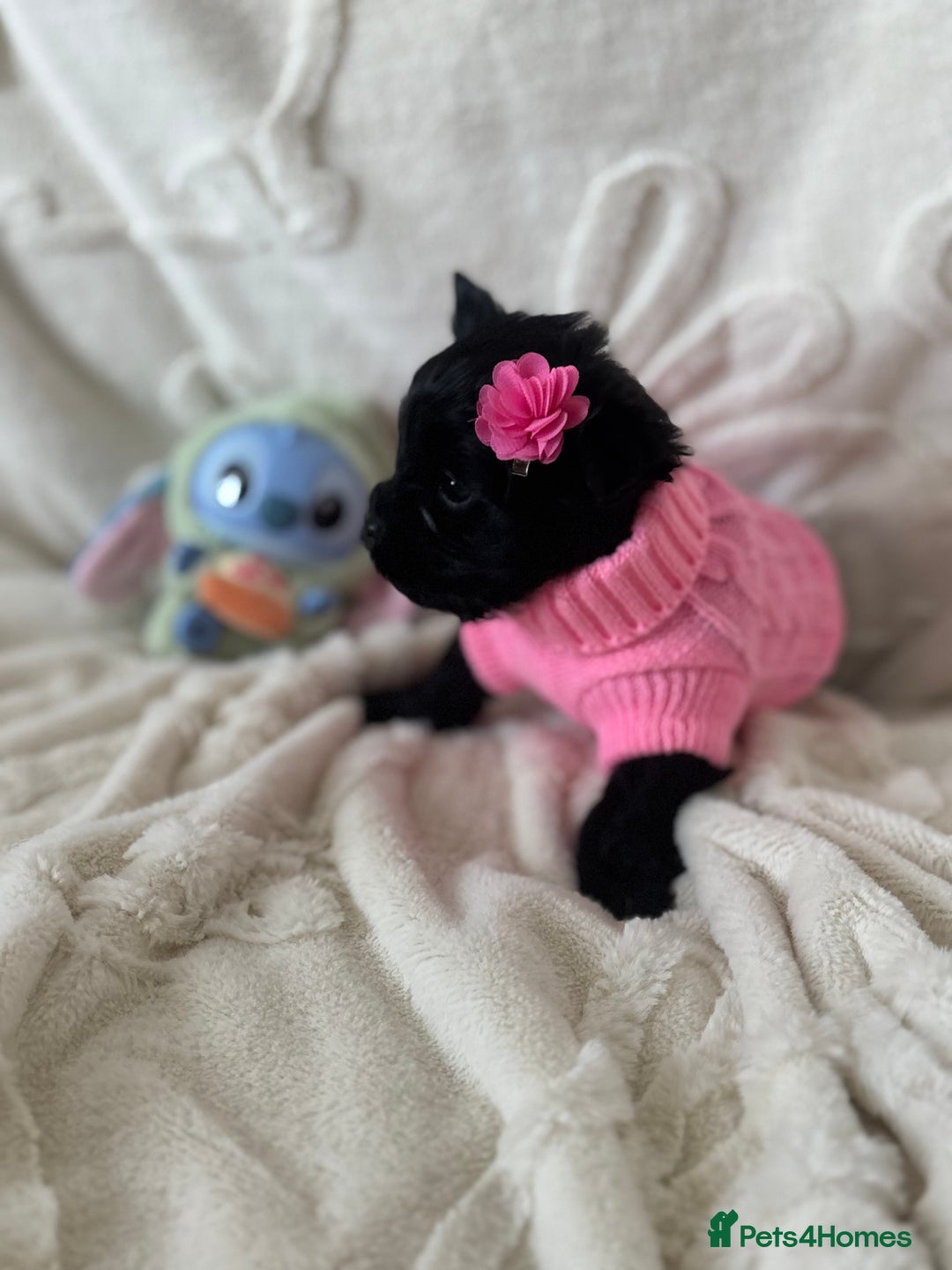 Yorkshire Terrier dogs for sale: Mini Black Yorkshire terriers puppies  - Advert 5