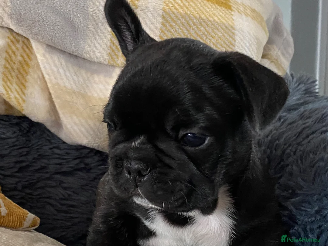 French Bulldog dogs for sale: Quality puppies reared by experienced breeders. in Leominster - Advert 2