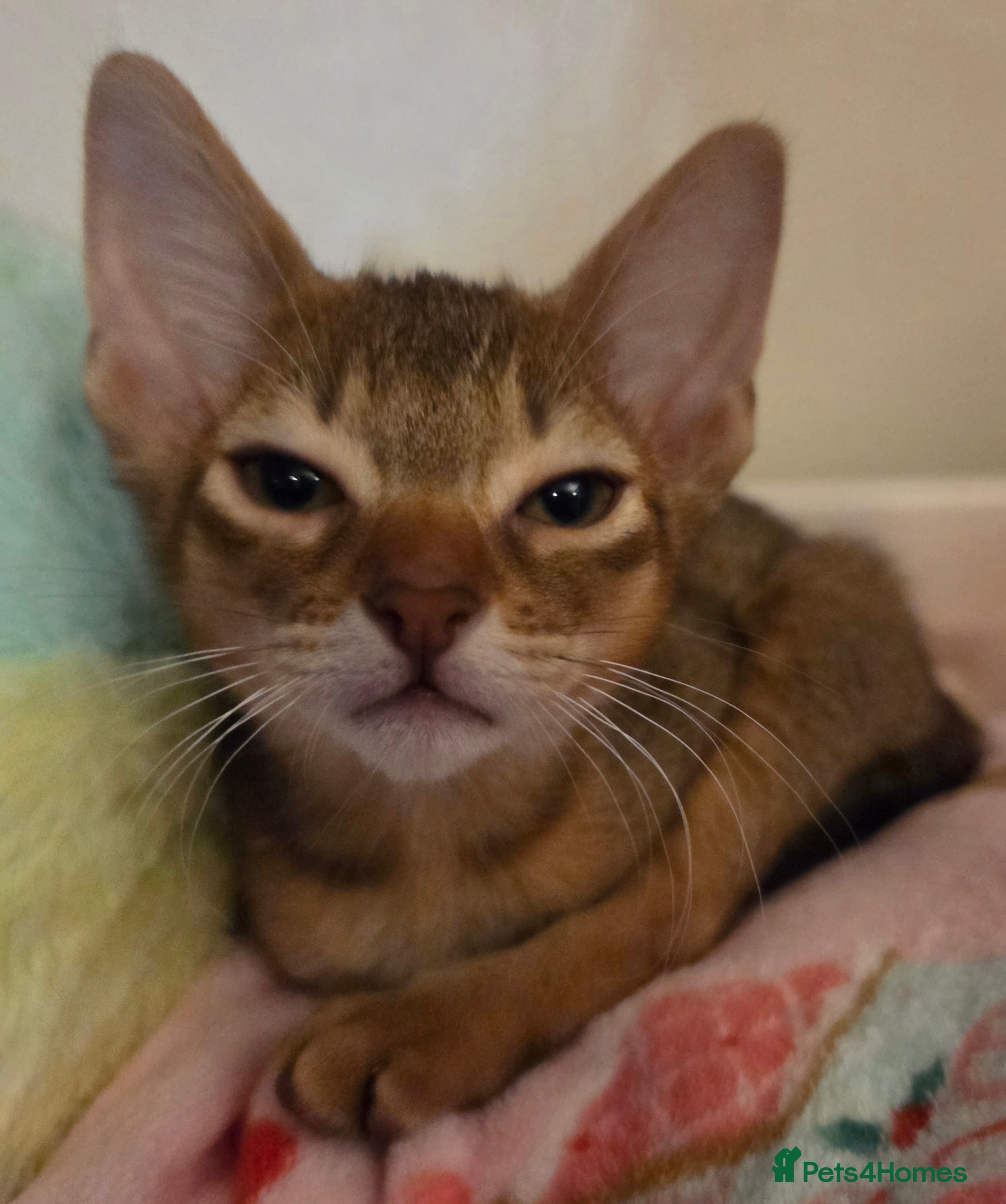 Mixed Breed cats 1 little girl left  - Advert 18