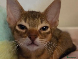 Mixed Breed cats 1 little girl left - Advert 6