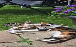 Mixed Breed cats for sale: Gorgeous Bengal X kittens - Image 7