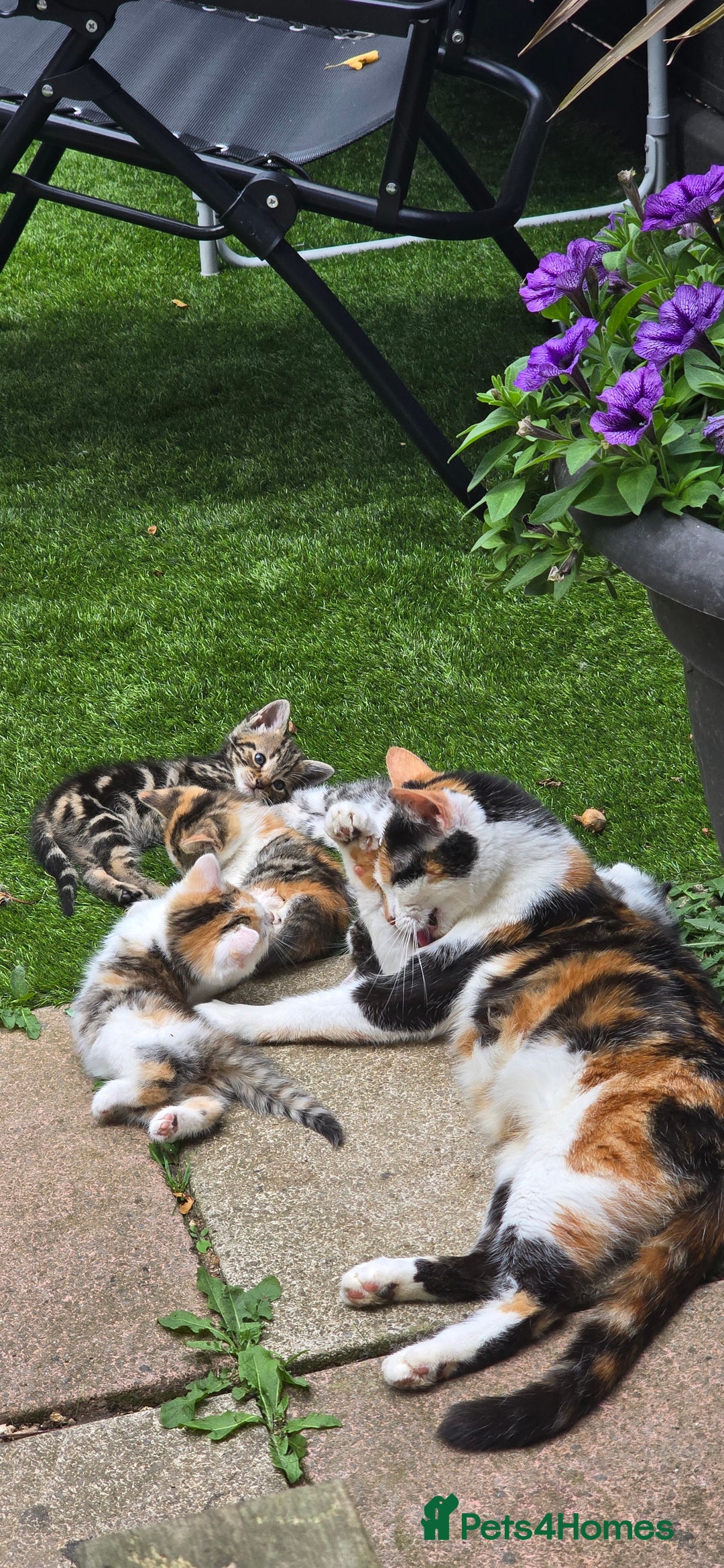 Mixed Breed cats for sale: Gorgeous Bengal X kittens - Image 7