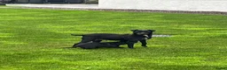 Patterdale Terrier dogs for sale: Patterdale Terrier Puppies  - Advert 1