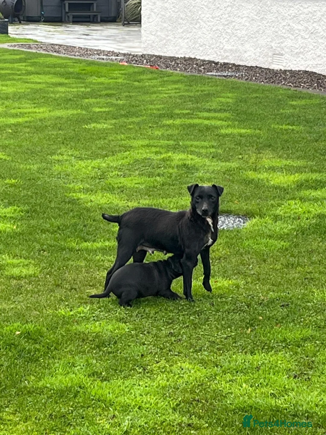 Patterdale Terrier dogs for sale: Patterdale Terrier Puppies  - Advert 1