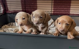 Miniature Dachshund dogs for sale: ✨ REDUCED! 3 OUTSTANDING QUALITY KC PUPS  ✨ - Image 12