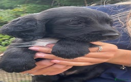 Sprocker dogs for sale: Adorable sprockers  - Image 21
