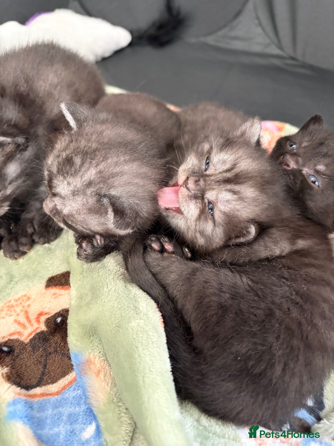 British Shorthair cats for sale: Beautiful British Shorthair Kittens  - Advert 2