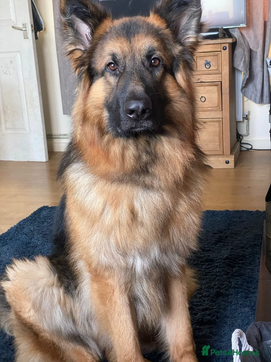 German Shepherd dogs for stud: German shepherd for stud.  in Wrexham - Advert 5