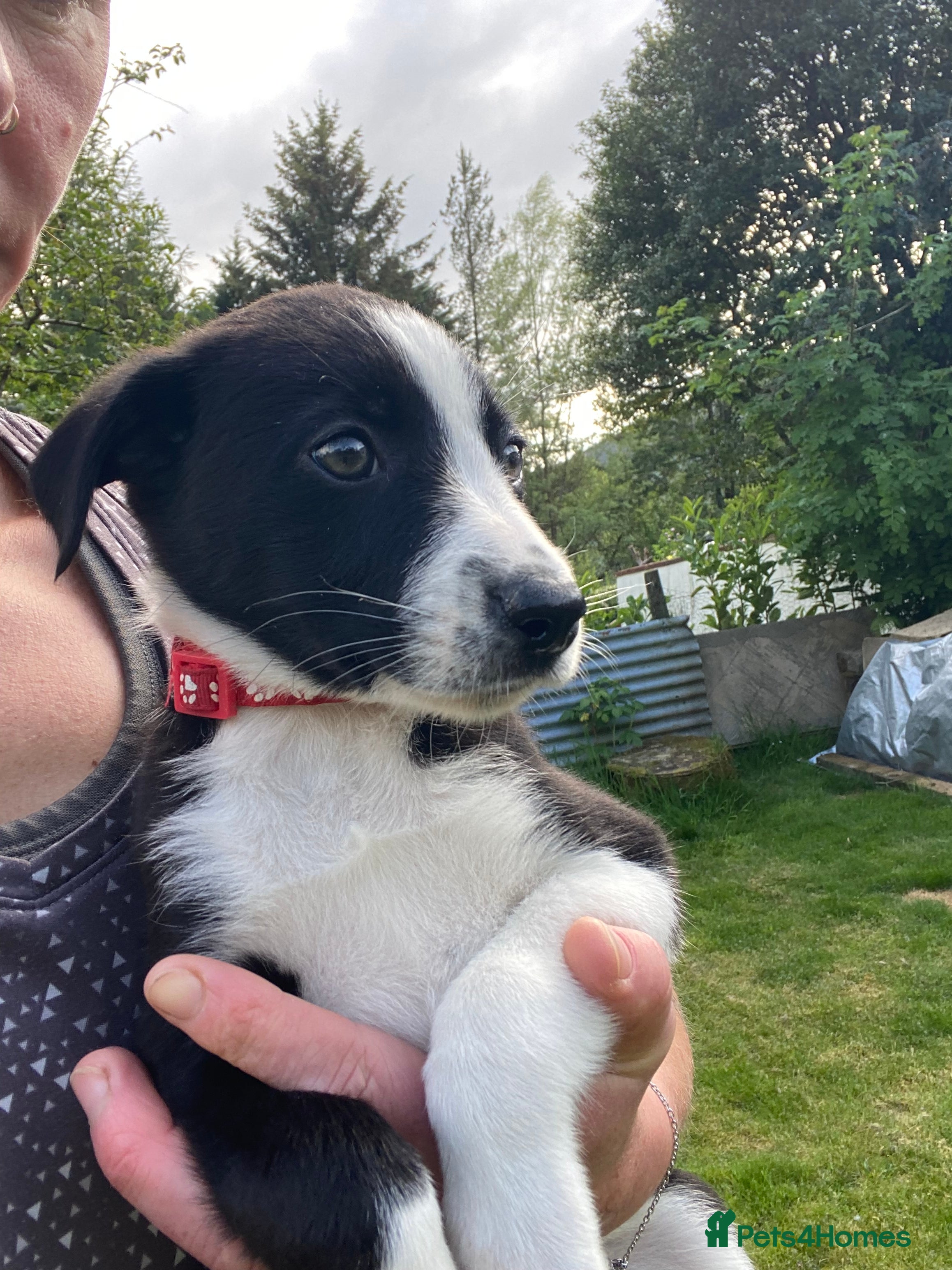 Mixed Breed Puppy 8